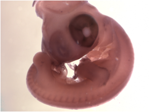 Hybridation in situ sur embryons de poulet en wholemount grâce à l'automate d'ISH/IHC Flo 400