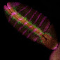 Hybridation in Situ en fluorescence Triple marquage par Hybridation in Situ en fluorescence sur un embryon de drosophile