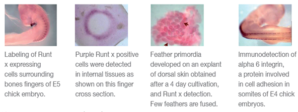 Hybridation in situ Hybridation in situ sur des échantillons in toto marqués au Runt X