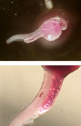 Hybridation in situ Hybridation in situ in toto sur embryon de zebrafish