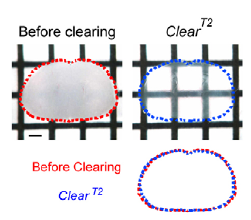 Clear T2 on Mice Brain for conservation of proportion