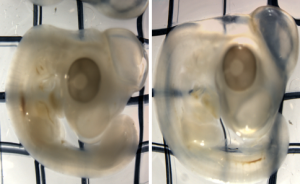 SeeDB chick Embryo clearing with Flo 400