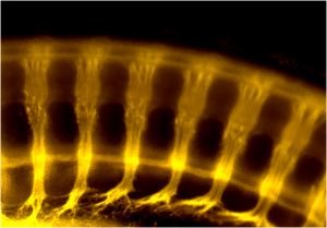 Chick Embryo Clearing After IHC and immunofluorescence